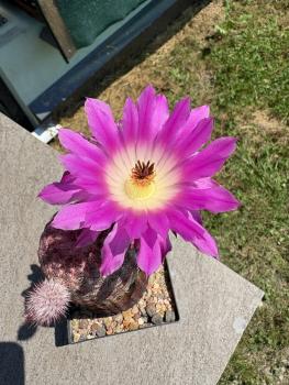Preview: Echinocereus dasyacanthus